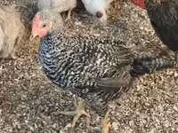 Guinea fowl — fotografija 2