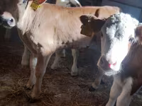 Goveda (partija, pol nije naveden), Simmental cattle — fotografija 1