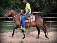 Kobila, Quarter Horse — fotografija 5