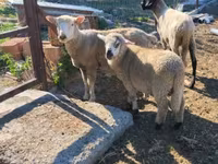 Oveja, Tsigai sheep — foto 6