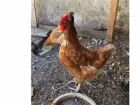 Chickens — zdjęcie 1