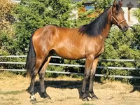 雌馬, Hungarian horse breed — 写真 2