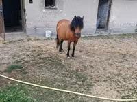 母马, Horses — 照片 3