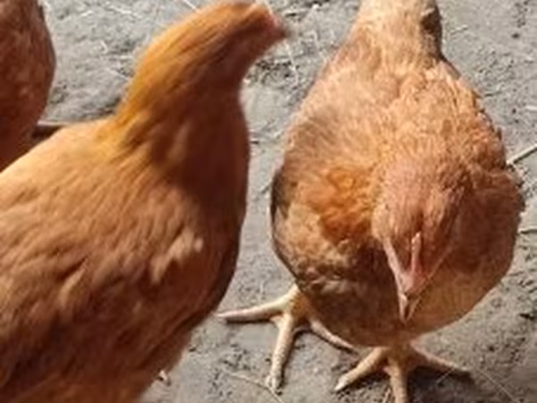 Chickens