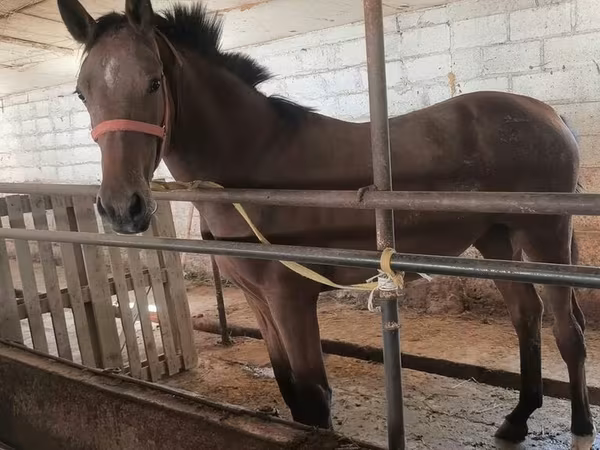 Kobila, Thoroughbred horse