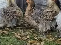 Кохинхин карликовый — фото 2