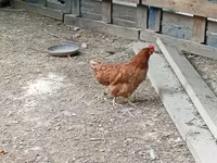 Chickens — Foto 1