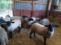 Schaf, White Suffolk sheep — Foto 6