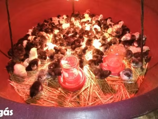 Chickens