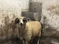 Ovan, Racka sheep — fotografija 4