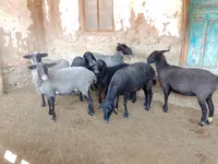 Qoyun, Romanov sheep — foto 1