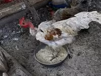 Chickens — zdjęcie 2