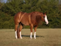 Koń, Quarter Horse — zdjęcie 2
