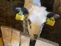 Vache, Race Holstein — photo 1