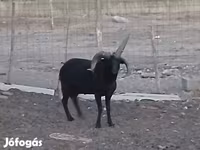 كبش, Shetland sheep — الصورة 3
