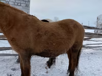 Pastuv, Yakutian horse — fotografija 2