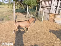 बकरा, Alpine goat — फ़ोटो 3