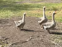 Geese — फ़ोटो 1
