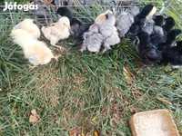 婆罗门鸡 — 照片 7