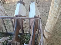 Koza, Nubian Goat — fotografija 2