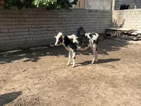 牛（ロット、性別未指定）, Russian Black pied cattle — 写真 1