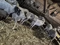 Sheep, Sheep — photo 5