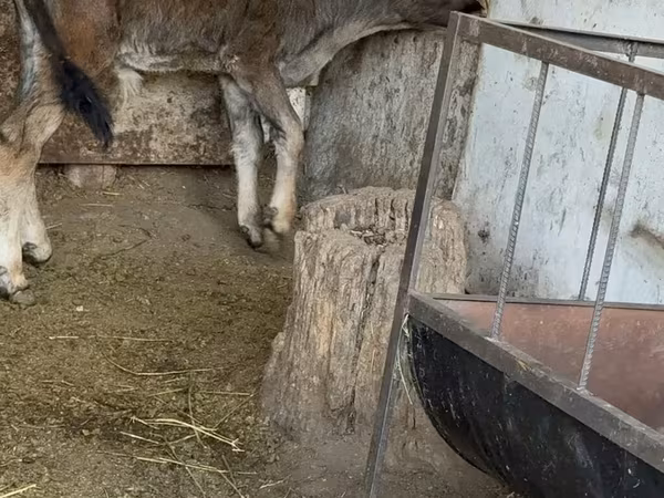 Bik, Alatau pasmina