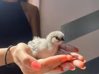 Silkie — photo 5