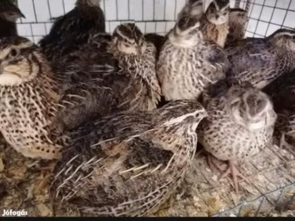 Quails — Hongrie