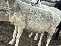 Brebis, Moutons — photo 1
