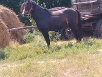 Cheval, Chevaux — photo 1