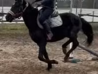 Horse (M), Hungarian horse breed — photo 5