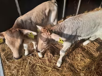 Buğa, Simmental cattle — foto 2