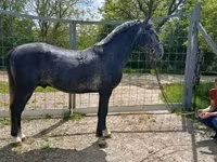 公马, Lipizzaner — 照片 2