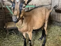 تيس, Alpine goat — الصورة 3