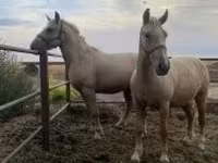 Madyan, Atlar — foto 1