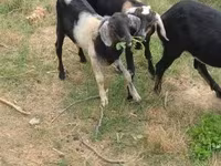 Billy Goat, Nubian Goat — photo 6