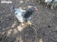 Chickens — 照片 4