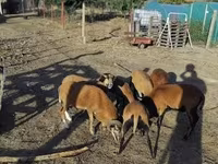 Қошқар, Cameroon sheep — 1-сурет