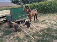 Caballo, Caballos — foto 2