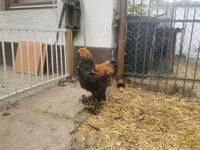Brahma — Foto 5
