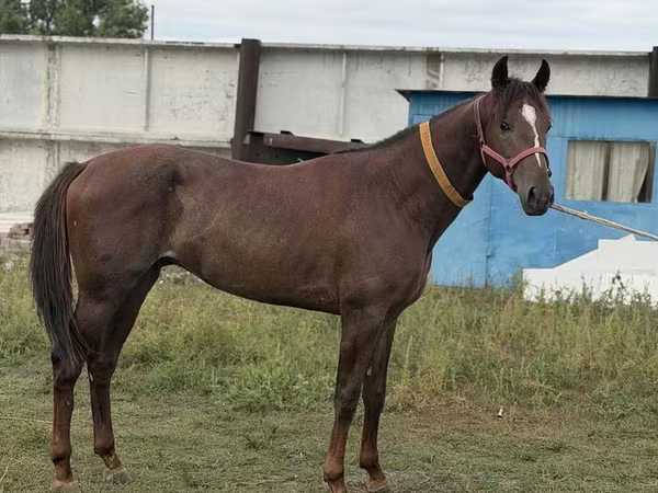 Pastuv, Arabian horse