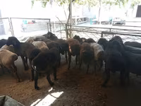 公羊, Sheep — 照片 4