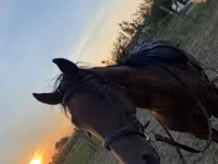 公马, Horses — 照片 1
