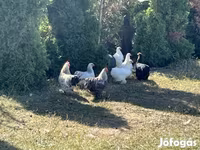 Turkeys — 照片 3