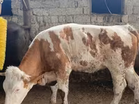 Cow, Simmental cattle — photo 1