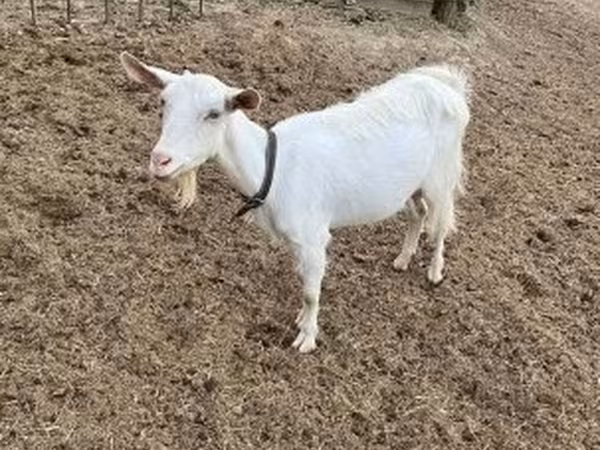 母山羊, Saanen goat