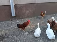 Chickens — foto 5