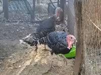 Turkeys — 1-rasm