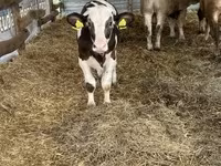 公牛, Russian Black pied cattle — 照片 3